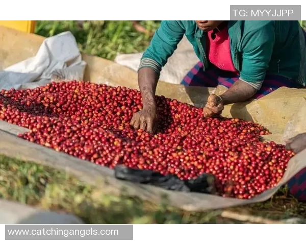 足球明星中控大师咖啡带你领略绿茵场上的激情与风味